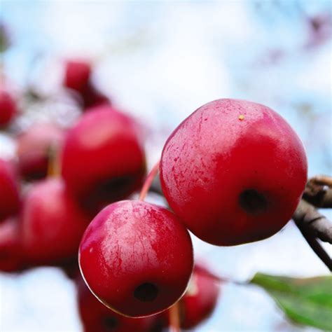 Malus Crab Apple Prairie Fire Dobies