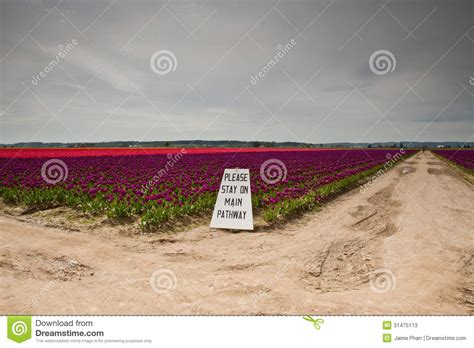 Tulips And Sign Stock Image Image Of Blossom Color 31475113