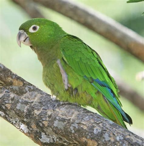8 Top Large Parrots To Keep As Pets Parrot Parakeet