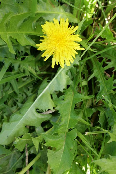 Like petunias, they are one of the few flowers. Dandelion - including how to make Dandelion Coffee