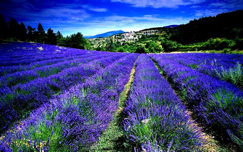 France Lavender Fields 1920 X 1080 Rwallpaper
