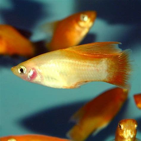 Platies Are Found In A Variety Of Colors Mostly Oranges Reds Silvery