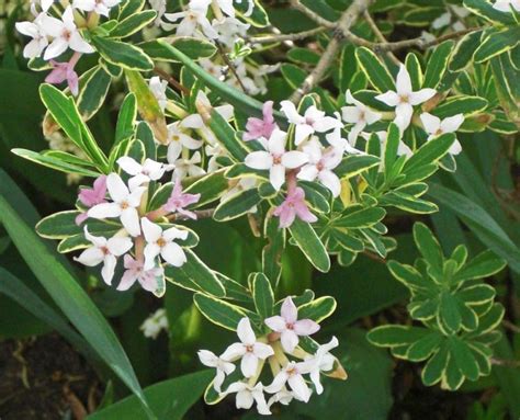 Top 12 Evergreen Shrubs That Are Deer Resistant
