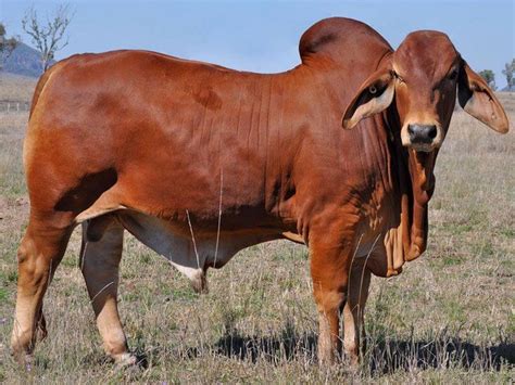 Calf Red Brahman Cattle Hidden Oak Ranch International Red Brangus