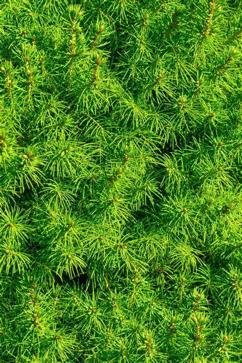 Green Spruce Background Free Stock Photo Public Domain Pictures