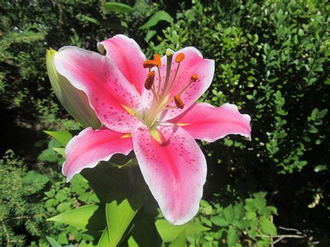 Pink Tiger Lily In Full Bloom Photograph By Lisa Fougere