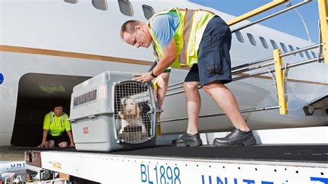 From our pet transport team who specialize in making all the travel arrangements for your pet, to our pet handlers who care for your pet during the travel process. PetSafe Pet Transport & Shipping