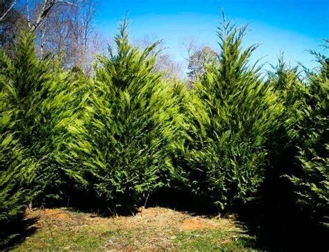 Solved Which Evergreens Grow The Fastest Fast Growing