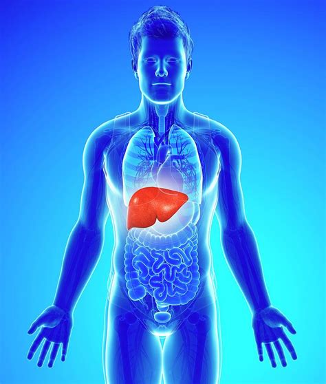 Male Liver Photograph By Pixologicstudioscience Photo Library Fine