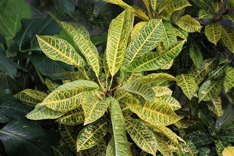 Green And Yellow Leaf Plant Photograph By Bj Karp Fine Art America