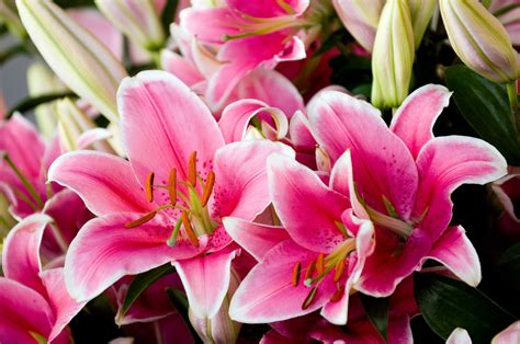 Flower Facts Types Of Lilies Flower Meaning And More Orchid Republic