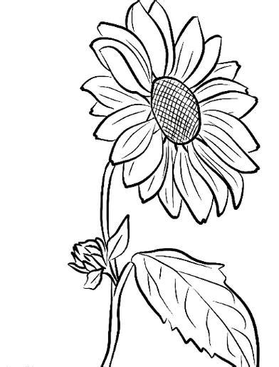 Menakjubkan 20 Contoh Lukisan Bunga Pakai Pensil Gambar Bunga Indah