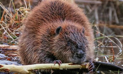 Best 50 Pics Of Beavers Cool Wallpaper