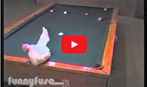 Chicken Plays Pool With Its Egg So Funny Must Watch Video Play