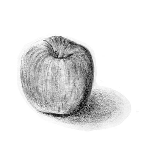 Apple Realistic Pencil Sketch Drawing Art Print By Kyoko Bartley