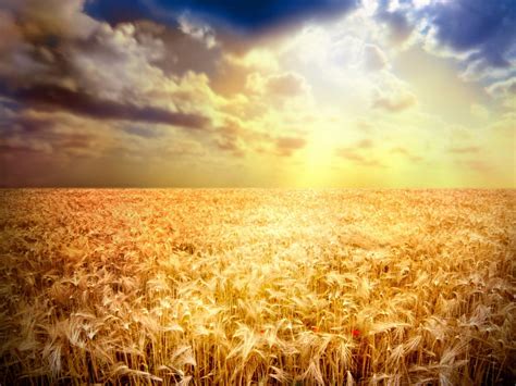 Golden Wheat Field In The Sunset Beautiful Nature Wallpaper