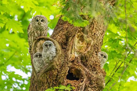 One Magical Afternoon At A Barred Owl Nest Fm Forums