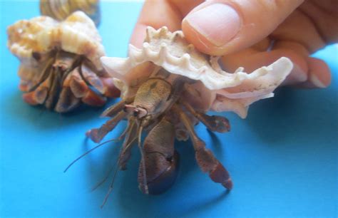 If you choose any of these types of food, give small crabs about 1 teaspoon per day. Herding Kats in Kindergarten: PetCo Made It Right!