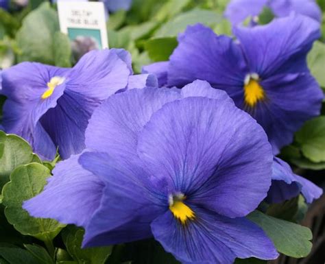 Pansy Viola X Wittrockiana Delta Premium True Blue Lucas Greenhouses