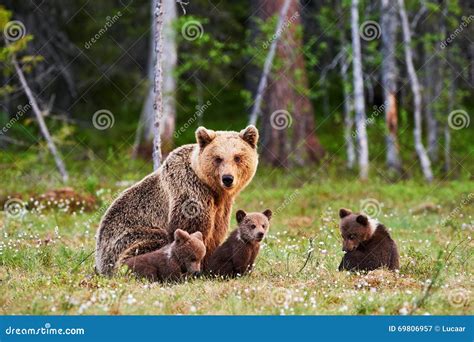 Mother Brown Bear And Her Cubs Stock Image Image Of Security Wild
