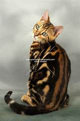 A cat is registered as a spotted tabby. Tribe of Bright Light | The Four Clans RP