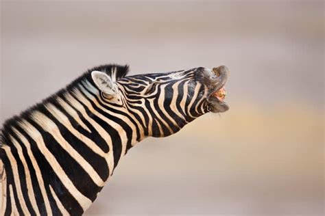 Welches Geräusch Macht Ein Zebra Play Sound Effects Included Home