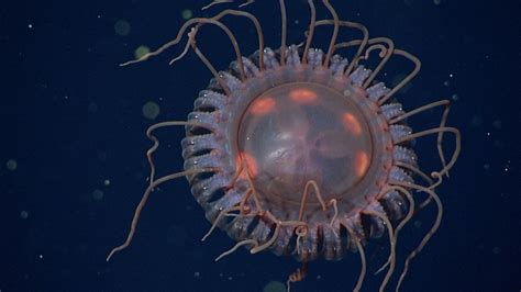Scientists Discover A New Species Of Deep Sea Crown Jelly In Monterey