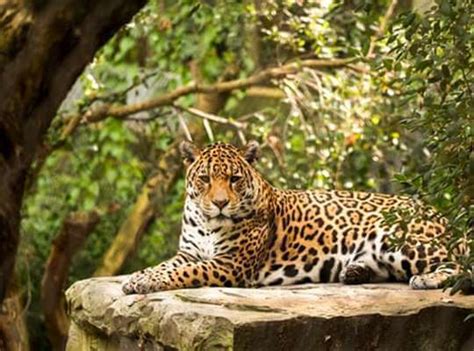 √ 21 Interesting Facts About a Jaguar [Just Fun and Unique Facts]