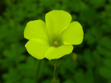 Free Images Nature Grass Blossom Field Meadow Leaf Flower