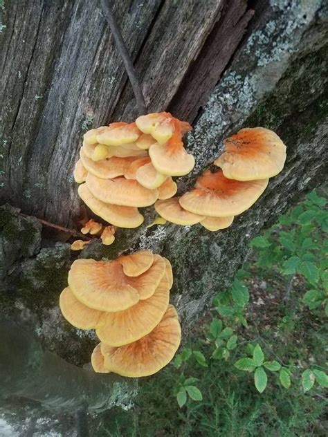Edible Mushrooms In Nh All Mushroom Info