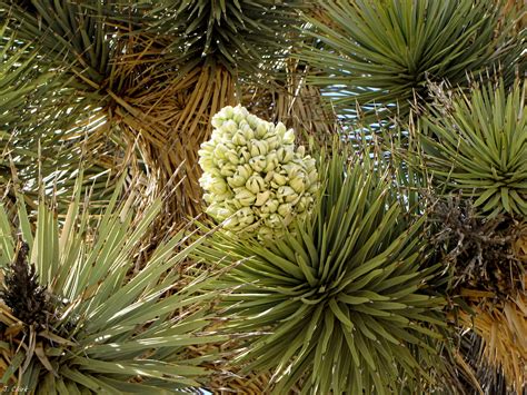 Sep 17, 2021 · the flowers are also edible or can be dried to make teas: Joshua Tree National Park - Making Photos