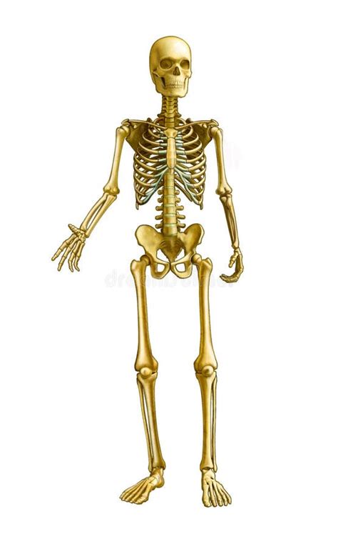 Human Skeleton Ventral View Stock Illustration Illustration Of Fibula