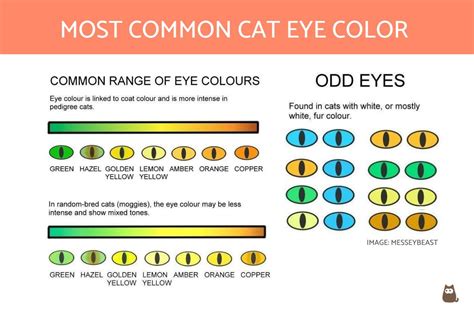 Most Common Cat Eye Color And Their Meaning Cat Eye Colors Explained