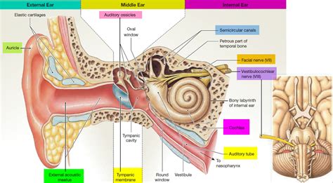 Human Ear Anatomy Parts Of Ear Structure Diagram And Ear Problems