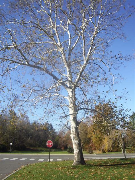 Virginia Tree Blog 1 American Sycamore