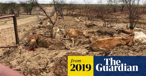 Up To 500000 Drought Stressed Cattle Killed In Queensland Floods