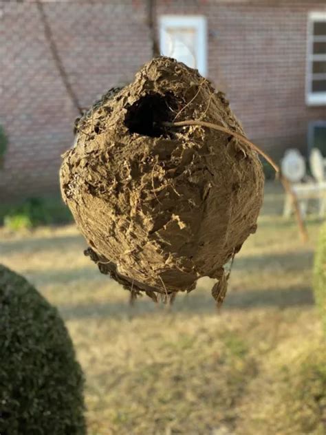 Bald Faced Hornet Nest Bee Paper Hive Taxidermy Science Home Decor