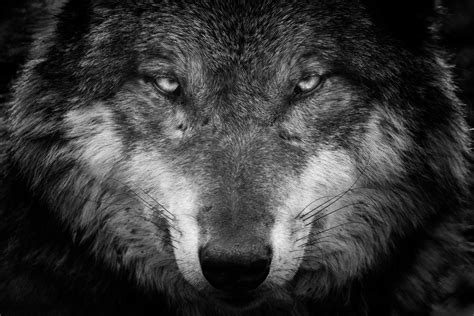 Download amazing, uhd wallpapers for all your compatible devices. Black Wolf Over 1080 X 1080 - Velg blant mange lignende ...