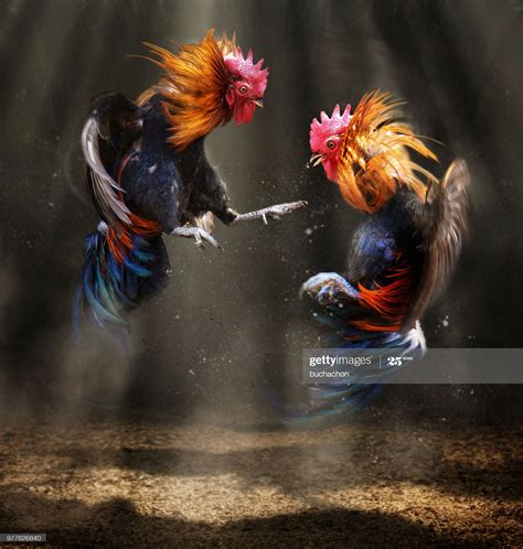 Two Fighting Roosters Arte De Pollo Arte Del Gallo Pintura De Gallo