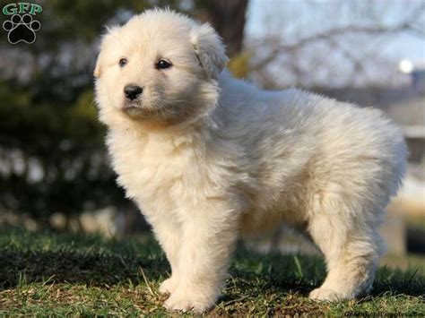 Maybe you would like to learn more about one of these? Great Pyrenees/Siberian Husky Mix | Cute dogs, Great ...