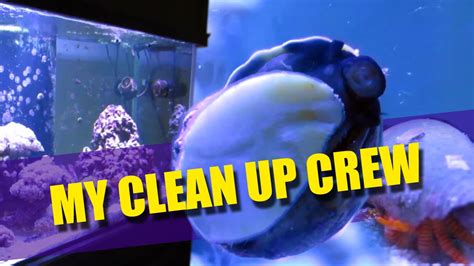 Reef Tank Clean Up Crew Youtube
