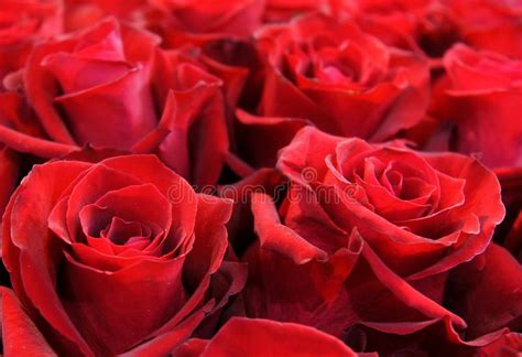 Red Rose Flowers Stock Image Image Of Nature Beautiful 114794737