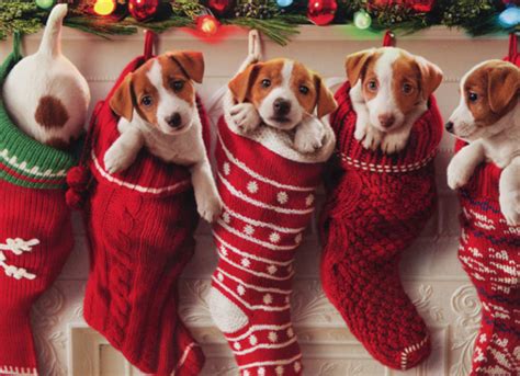 Puppies Hanging In Christmas Stocking 10 Funny Dog Boxed