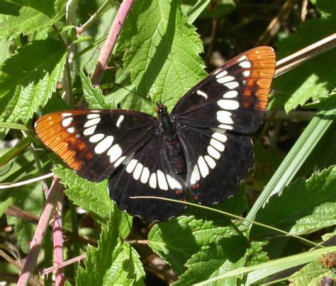 Common Butterflies Found In Coastal Southern California Hubpages
