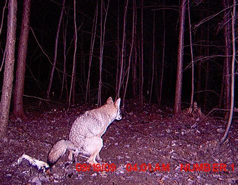 37 Times Hidden Cameras Revealed What Animals Do When Nobody Is