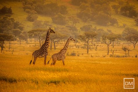 Serengeti Giraffes In The Plains Of Serengeti National Par Flickr