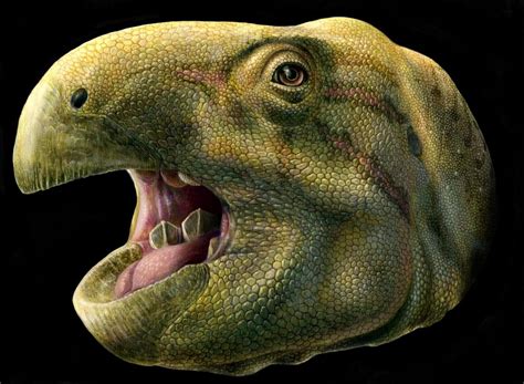 This Week In Dinosaur News New Herbivorous Dinosaur With Weird Scissor