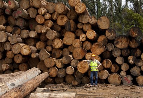 Choosing Sustainably Sourced Wood For Good Green Magazine