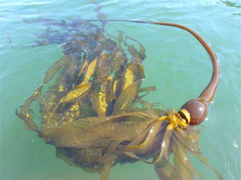 Bull Kelp Canadian Kelp