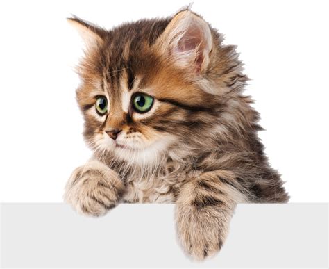 Kitten Png Images Transparent Free Download